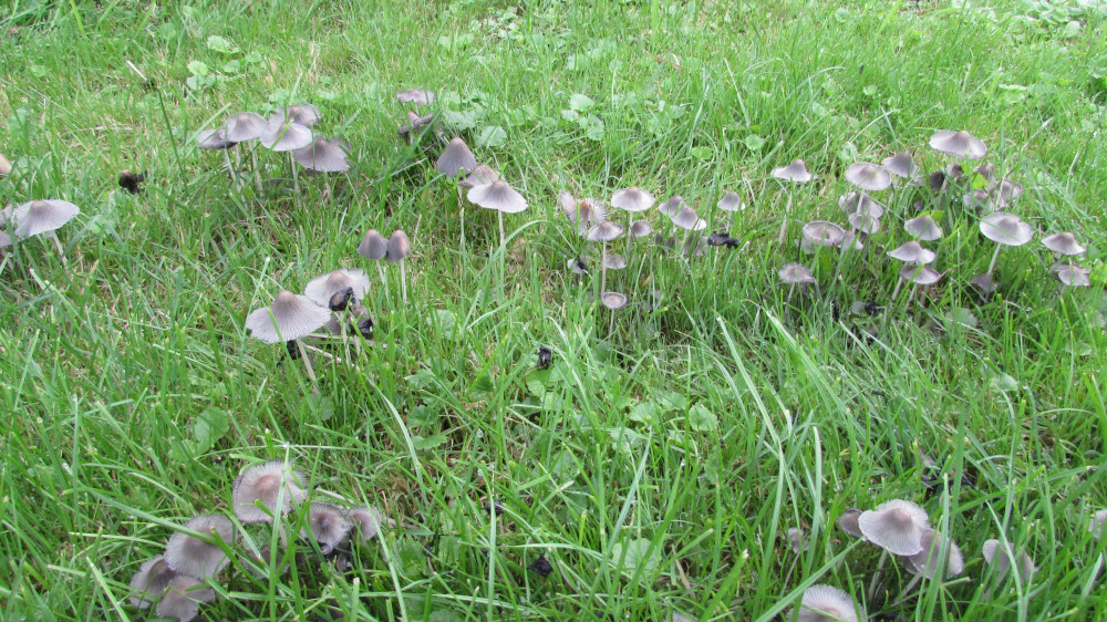 onbekende paddenstoelen